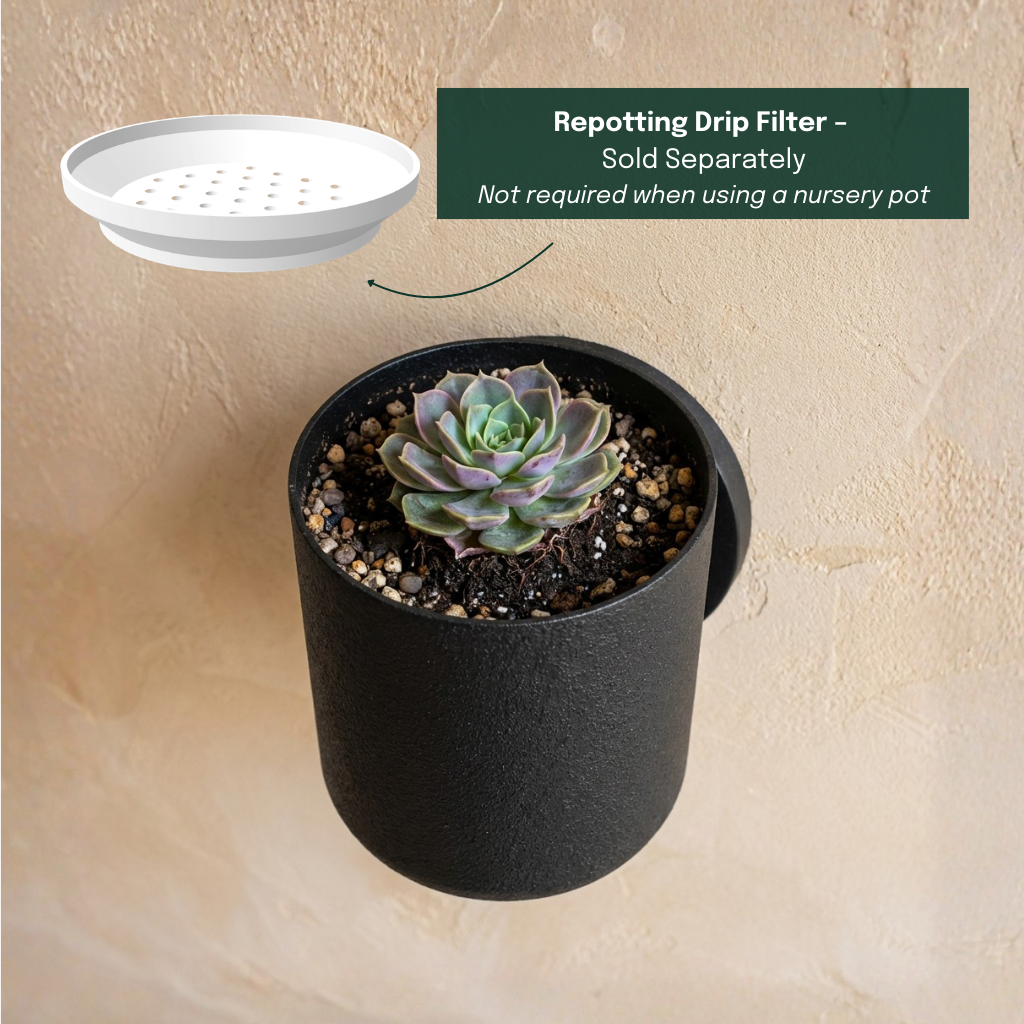 Raw Wall Planters Bundle in black with repotted plant, using drip disk tray